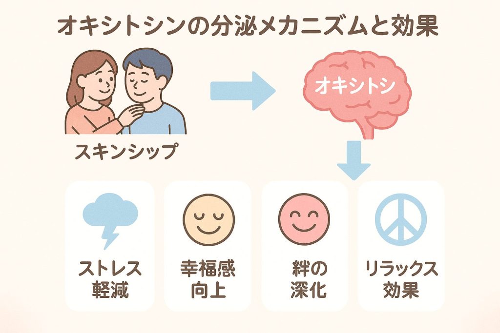 オキシトシンの分泌メカニズムと効果を示したインフォグラフィック